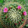 Mammillaria _rekoi ssp.aureispina__ c1